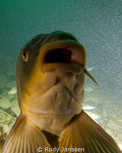 Carp.........Smiling at us by Rudy Janssen 